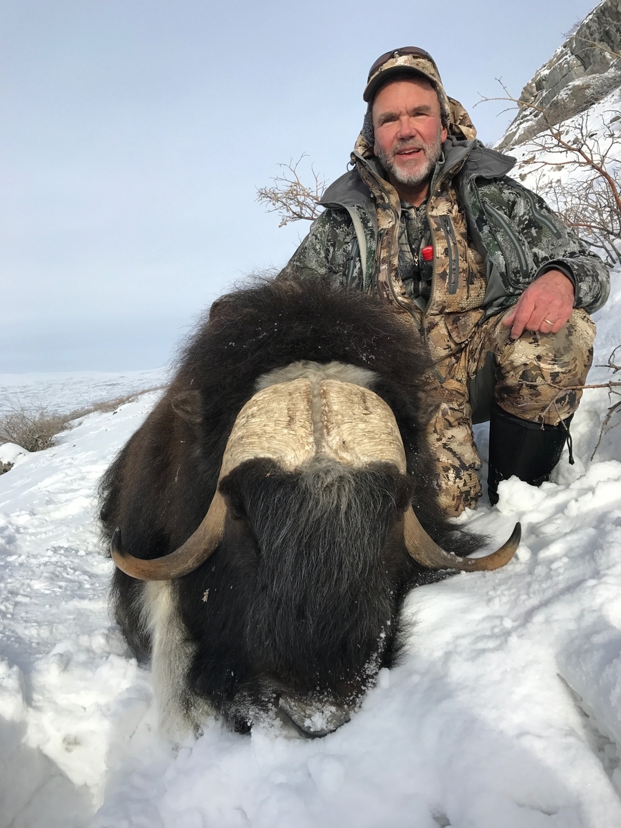 Muskox